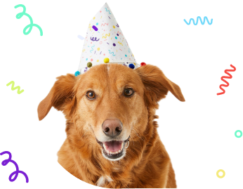 Birthday Dog